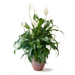 Σπαθίφυλλο