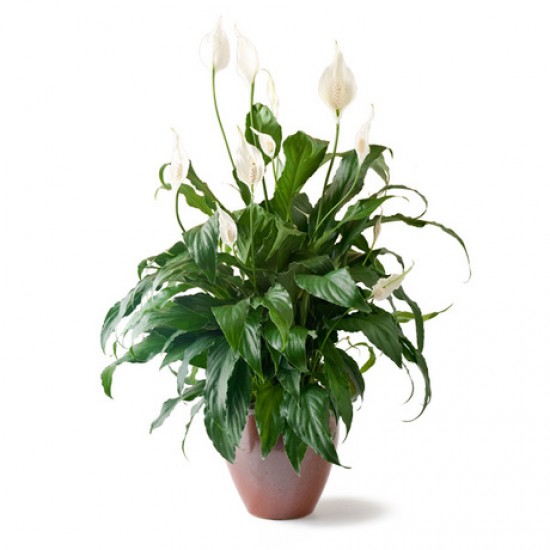 Σπαθίφυλλο