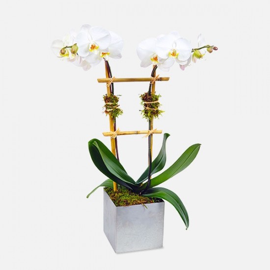 Φαλαίνοψις