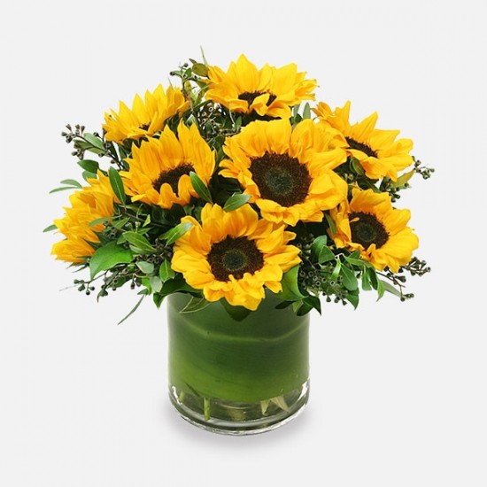 Ηλιοτρόπια